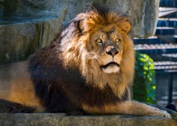 Nationalize Zuck: Why Everyone Loses in Platform-Capitalism